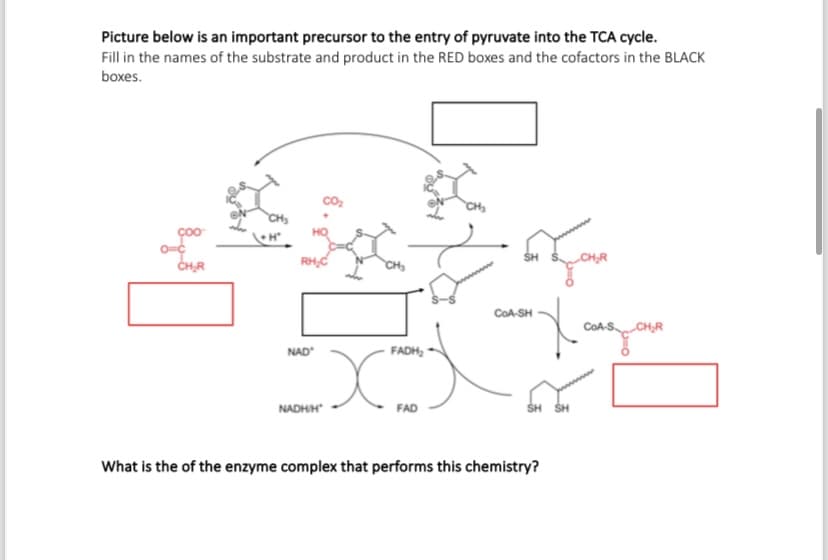 Picture below is an important precursor to the entry of pyruvate into the TCA cycle.
Fill in the names of the substrate and product in the RED boxes and the cofactors in the BLACK
boxes.
CH₂R
CH₂
\H
RHC
NAD
NADHIH
FADH2
Хо
CoA-SH
"Халзан
FAD
SH SH
A-SCH₂R
What is the of the enzyme complex that performs this chemistry?