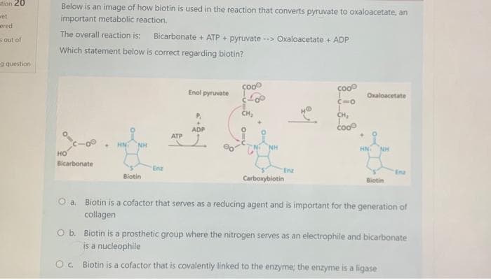 Below is an image of how biotin is used in the reaction that converts pyruvate to oxaloacetate, an important metabolic reaction.

The overall reaction is:
Bicarbonate + ATP + pyruvate --> Oxaloacetate + ADP

Which statement below is correct regarding biotin?

[Diagram explanation]
The diagram illustrates the enzymatic reaction that involves biotin. The key stages depicted in the diagram include:

1. **Bicarbonate** (depicted by a dotted structure with HO-C(=O)-O) initially.
2. **Biotin** binds with the enzyme (denoted as Enz) and activates it.
3. **ATP** is used, converting to **ADP** releasing energy (ATP + ADP depicted).
4. The enzyme-biotin complex interacts with pyruvate (Enol pyruvate, shown with its chemical structure CH3-C(=O)-C(=O)-O).
5. Finally, the product **Oxaloacetate** is formed (COO-C(=O)-CH2-C(=O)-O).

The accompanying diagrams visualize the chemical transformations and enzyme interactions that facilitate this reaction.

Which statement below is correct regarding biotin?
- a. Biotin is a cofactor that serves as a reducing agent and is important for the generation of collagen.
- b. Biotin is a prosthetic group where the nitrogen serves as an electrophile and bicarbonate is a nucleophile.
- c. Biotin is a cofactor that is covalently linked to the enzyme; the enzyme is a ligase.

---

This explanation is designed to aid understanding of the role biotin plays in this essential biochemical pathway.