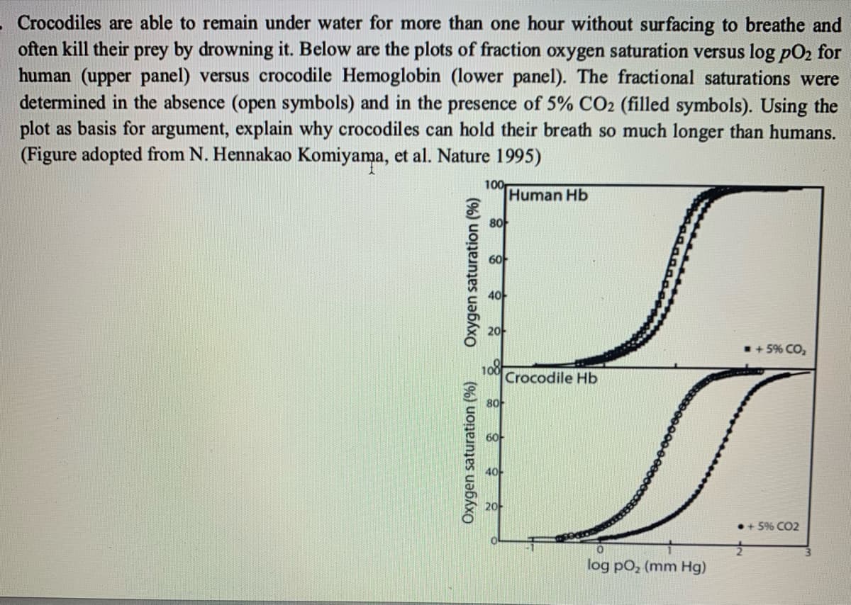 Crocodiles are able to remain under water for more than one hour without surfacing to breathe and
often kill their prey by drowning it. Below are the plots of fraction oxygen saturation versus log pO2 for
human (upper panel) versus crocodile Hemoglobin (lower panel). The fractional saturations were
determined in the absence (open symbols) and in the presence of 5% CO2 (filled symbols). Using the
plot as basis for argument, explain why crocodiles can hold their breath so much longer than humans.
(Figure adopted from N. Hennakao Komiyama, et al. Nature 1995)
100
Human Hb
8아
6아
+ 5% CO,
Crocodile Hb
8아
60-
40
•+ 5% CO2
log pO, (mm Hg)
Oxygen saturation (%)
Oxygen saturation (%)
