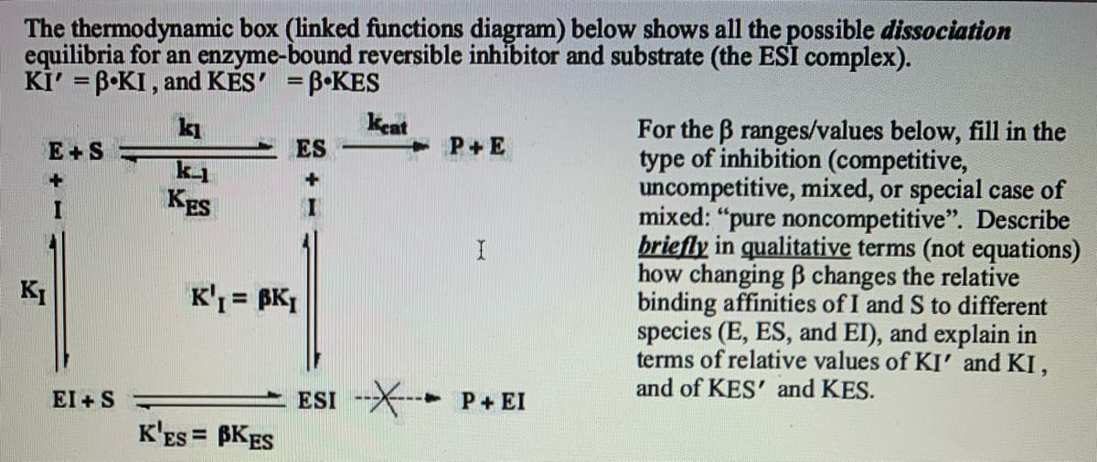 The thermodynamic box (linked functions diagram) below shows all the possible dissociation
equilibria for an enzyme-bound reversible inhibitor and substrate (the ESI complex).
Kİ' = B•KI , and KES' =B•KES
%3D
kı
kent
For the B ranges/values below, fill in the
type of inhibition (competitive,
uncompetitive, mixed, or special case of
mixed: "pure noncompetitive". Describe
briefly in qualitative terms (not equations)
how changing B changes the relative
binding affinities of I and S to different
species (E, ES, and EI), and explain in
terms of relative values of KI' and KI,
and of KES' and KES.
E+S
ES
P+E
KES
KI
K'I = BK1
El + S
ESI --X-- P+ EI
K'ES = BKES
