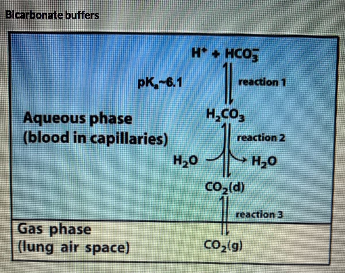 Bicarbonate buffers
H + HCO
pK-6.1
reaction 1
H,CO,
Aqueous phase
(blood in capillaries)
reaction 2
H20
H20
CO2(d)
reaction 3
Gas phase
(lung air space)
CO2(g)
