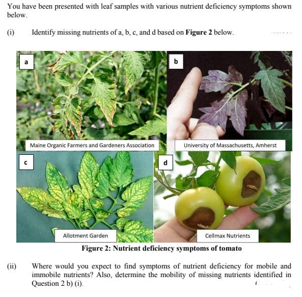 You have been presented with leaf samples with various nutrient deficiency symptoms shown
below.
(i)
Identify missing nutrients of a, b, c, and d based on Figure 2 below.
b
Maine Organic Farmers and Gardeners Association
University of Massachusetts, Amherst
d
Allotment Garden
Cellmax Nutrients
Figure 2: Nutrient deficiency symptoms of tomato
Where would you expect to find symptoms of nutrient deficiency for mobile and
immobile nutrients? Also, determine the mobility of missing nutrients identified in
Question 2 b) (i).
(ii)
