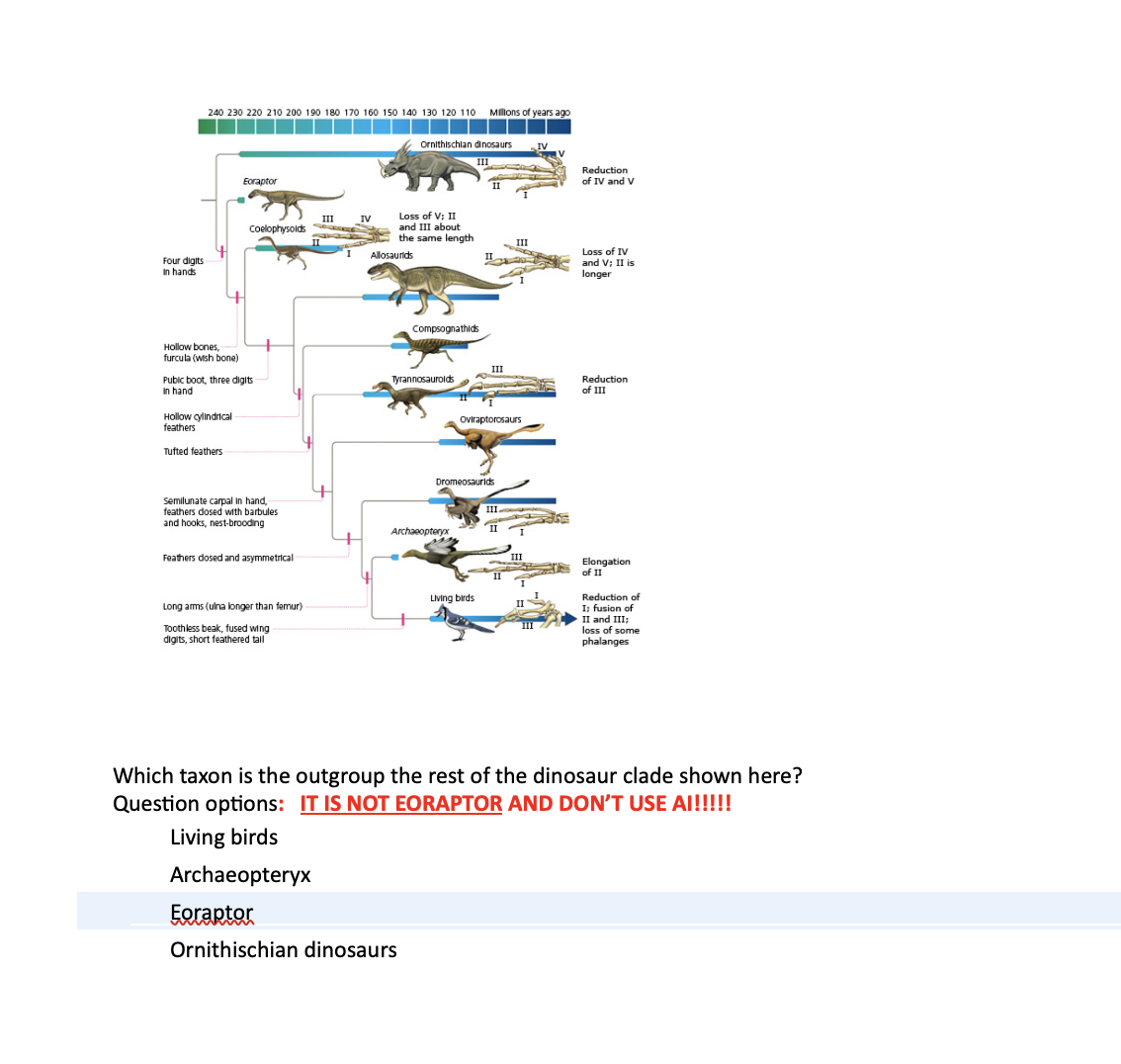 240 230 220 210 200 190 180 170 160 150 140 130 120 110 Millions of years ago
Eoraptor
Ornithischian dinosaurs
III
IV
Reduction
of IV and V
III
IV
Loss of V; II
Coelophysolds
and III about
the same length
Allosaurids
III
Loss of IV
Four digits
In hands
and V; II is
longer
Hollow bones,
furcula (wish bone)
Compsognathids
III
Pubic boot, three digits
Tyrannosauroids
Reduction
In hand
of III
Hollow cylindrical
Oviraptorosaurs
feathers
Tufted feathers
Dromeosaurids
Semilunate carpal in hand,
feathers dosed with barbules
and hooks, nest-brooding
III.
Archaeopteryx
Feathers dosed and asymmetrical
Long arms (ulna longer than femur)
Toothless beak, fused wing
digits, short feathered tall
Living birds
III
Elongation
of II
Reduction of
I; fusion of
II and III;
loss of some
phalanges
Which taxon is the outgroup the rest of the dinosaur clade shown here?
Question options: IT IS NOT EORAPTOR AND DON'T USE AI!!!!!
Living birds
Archaeopteryx
Eoraptor
Ornithischian dinosaurs