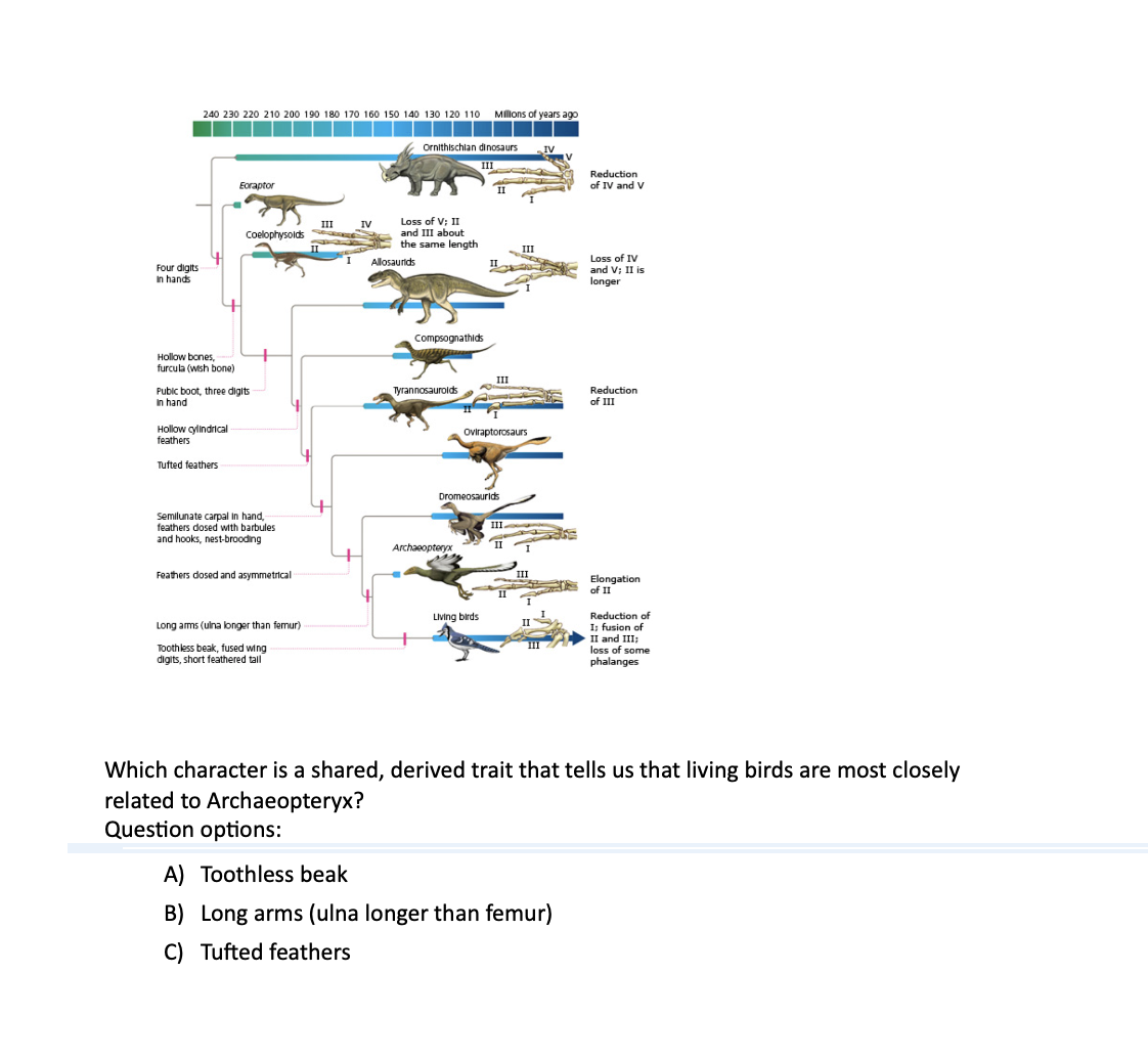 240 230 220 210 200 190 180 170 160 150 140 130 120 110 Millions of years ago
Ornithischian dinosaurs
III
Reduction
Eoraptor
of IV and V
II
III
IV
Loss of V; II
Coelophysolds
and III about
the same length
III
Loss of IV
Allosaurids
Four digits
In hands
and V; II is
longer
Hollow bones,
furcula (wish bone)
Compsognathids
III
Pubic boot, three digits
Tyrannosauroids
In hand
Reduction
of III
Hollow cylindrical
feathers
Tufted feathers
Oviraptorosaurs
Dromeosaurids
Semilunate carpal in hand,
feathers dosed with barbules
and hooks, nest-brooding
Archaeopteryx
Feathers dosed and asymmetrical
Living birds
Long arms (ulna longer than femur)
Toothless beak, fused wing
digits, short feathered tail
III
Elongation
of II
Reduction of
I; fusion of
II and III;
loss of some
phalanges
Which character is a shared, derived trait that tells us that living birds are most closely
related to Archaeopteryx?
Question options:
A) Toothless beak
B) Long arms (ulna longer than femur)
C) Tufted feathers