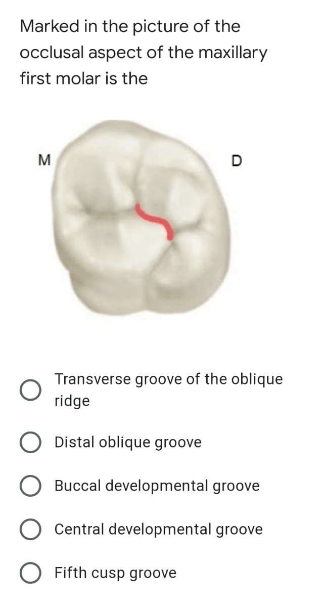 Marked in the picture of the
occlusal aspect of the maxillary
first molar is the
M
Transverse groove of the oblique
ridge
Distal oblique groove
Buccal developmental groove
Central developmental groove
O Fifth cusp groove