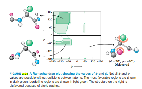 +180
120
60
-60
-120
-180
-180 -120 -60
(o = 90°, =-90°)
Disfavored
60
120 +180
FIGURE 2.23 A Ramachandran plot showing the values of o and w. Not all o and
values are possible without collisions between atoms. The most favorable regions are shown
in dark green; borderline regions are shown in light green. The structure on the right is
disfavored because of steric clashes.
