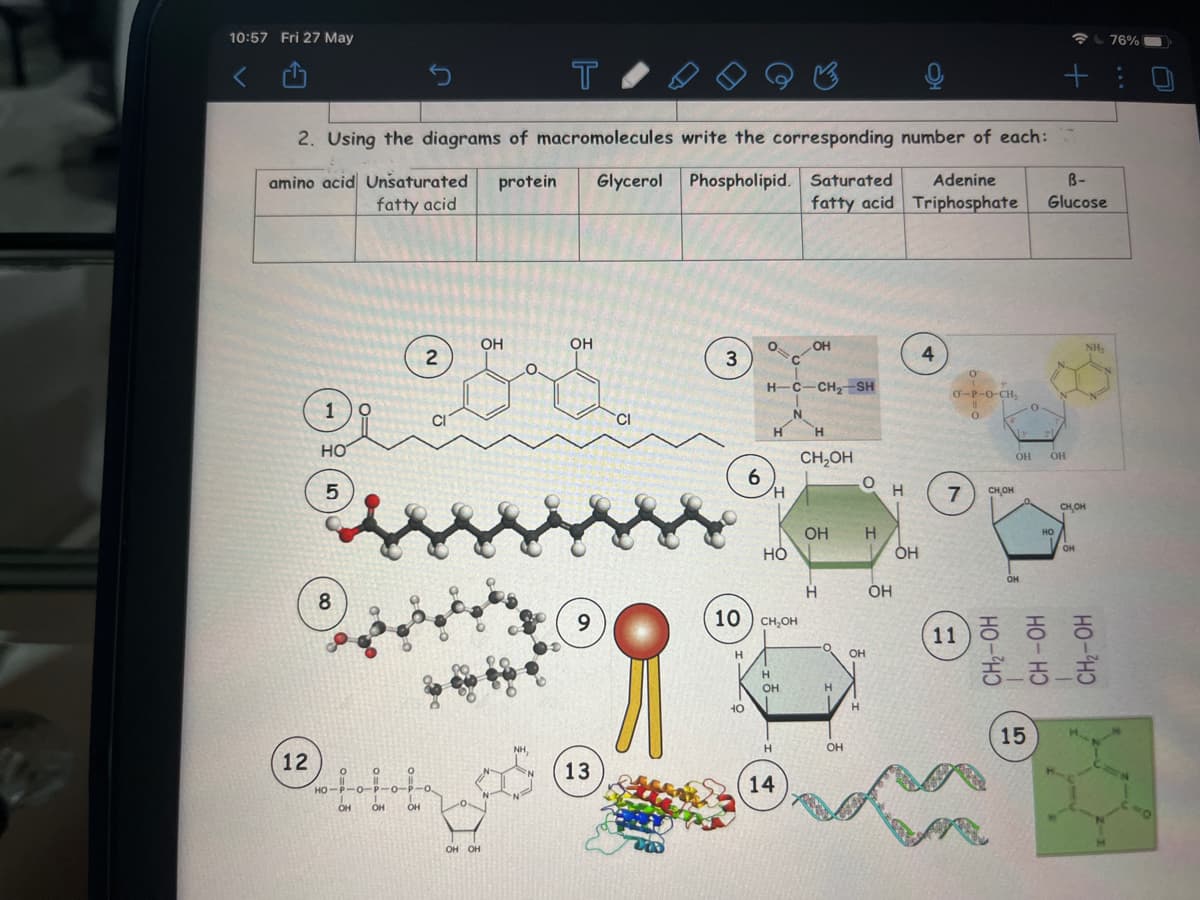 10:57 Fri 27 May
5
T
+
2. Using the diagrams of macromolecules write the corresponding number of each:
Glycerol Phospholipid. Saturated Adenine
amino acid Unsaturated protein
fatty acid
B-
Glucose
fatty acid Triphosphate
ОН
OH
О
OH
NH₂
4
2
3
C
H-C-CH2-SH
Н
H
CH₂OH
OH Н
H
12
1
НО
5
8
НО
OH
OH
OH
CI
0
OH OH
NH,
9
13
CI
6
H
HO
10 CH OH
Н
H
10
OH
Н
14
О
Н
OH
он
OH
H
OH
OH
О
O-P-O-CH,
11
7
11
0
CH OH
CH2-OH
Ay
0
OH
ОН
21.
ОН
HO
но- но
CH,OH
OH
5_ _ _ _
15
CH₂-OH
76%