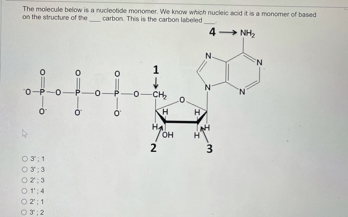 The molecule below is a nucleotide monomer. We know which nucleic acid it is a monomer of based
on the structure of the
carbon. This is the carbon labeled
4
→ NH2
N.
N.
1
0-P-0
-0-CH
N.
H.
Ha
Он
O 3' ; 1
O 3' ; 3
O 2' ; 3
O 1' ; 4
O 2'; 1
O 3' ; 2
