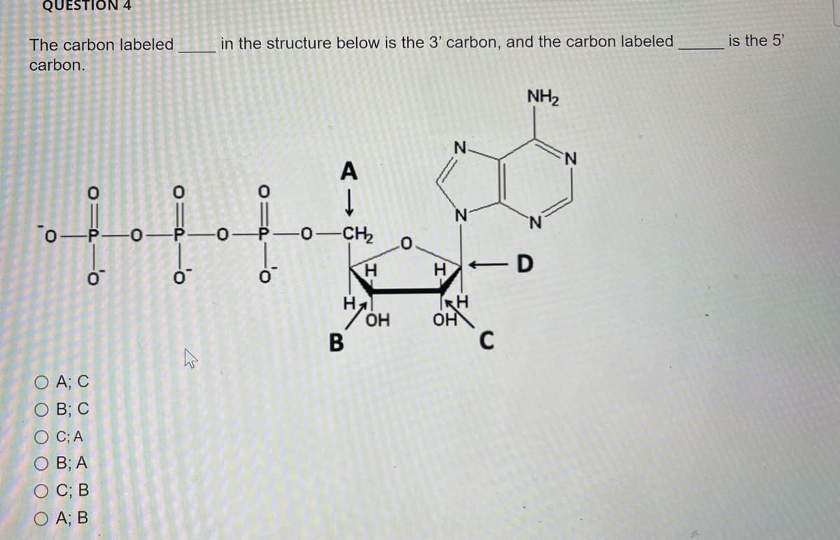 QUESTION 4
The carbon labeled
in the structure below is the 3' carbon, and the carbon labeled
is the 5'
carbon.
NH2
N.
A
N.
-CH2
H.
ÓH
В
RH
OH
C
O A; C
O B; C
O C; A
O B; A
C; B
O A; B
