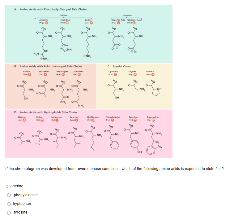 A. Amino Acids with Electrically Charged Side Chains
Negative
Pesitive
Aspartie Acid Glutamie Acid
(Asp D
Lysine
Histidine
Arginine
(Argl ®
(Glul O
(His H
HO
Ho
HO
-NH,
-NH,
NH,
NH,
-NH,
NH
NH
H,N-
ONH,
ONH,
C. Special Cases
B. Amino Acids with Polar Uncharged Side Chains
Proline
Asparagine
(Aan N
Cysteine
(Cya) ©
Glycine
(Gly O
Threonine
Glutamine
(Pra) P
Serine
(Ser 9
Но
Họ
Ho
Ho
Ho
Но
NH,
NH,
NH
NH,
NH,
NH,
-NH,
но-
SH
он
NH,
NH,
D. Amino Acids with Hydrophobic Side Chains
Leucine
(Leu O
Phenylalanine
(Phe e
Tryptophan
(Tp W
Tyrosine
Methionine
Valine
Isoleucine
Alanine
(Ala A
IMe M
Ho
Ho
Ho
Ho
HO
NH,
-NH,
Но
-NH,
HO
NH,
NH,
NH,
NH,
NH,
NH
он
If the chromatogram was developed from reverse phase conditions, which of the following amino acids is expected to elute first?
serine
phenylalanine
tryptophan
O tyrosine
