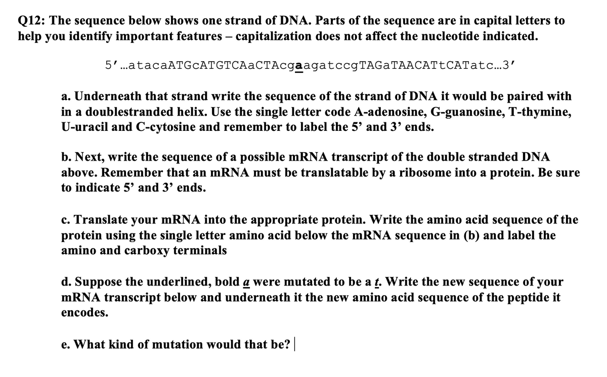 Q12: The sequence below shows one strand of DNA. Parts of the sequence are in capital letters to
help you identify important features – capitalization does not affect the nucleotide indicated.
5'.atacaATGcATGTCAaCTAcgaagatccgTAGaTAACATtCATatc...3'
a. Underneath that strand write the sequence of the strand of DNA it would be paired with
in a doublestranded helix. Use the single letter code A-adenosine, G-guanosine, T-thymine,
U-uracil and C-cytosine and remember to label the 5' and 3' ends.
b. Next, write the sequence of a possible mRNA transcript of the double stranded DNA
above. Remember that an mRNA must be translatable by a ribosome into a protein. Be sure
to indicate 5' and 3' ends.
c. Translate your mRNA into the appropriate protein. Write the amino acid sequence of the
protein using the single letter amino acid below the mRNA sequence in (b) and label the
amino and carboxy terminals
d. Suppose the underlined, bold a were mutated to be a t. Write the new sequence of your
mRNA transcript below and underneath it the new amino acid sequence of the peptide it
encodes.
e. What kind of mutation would that be?
