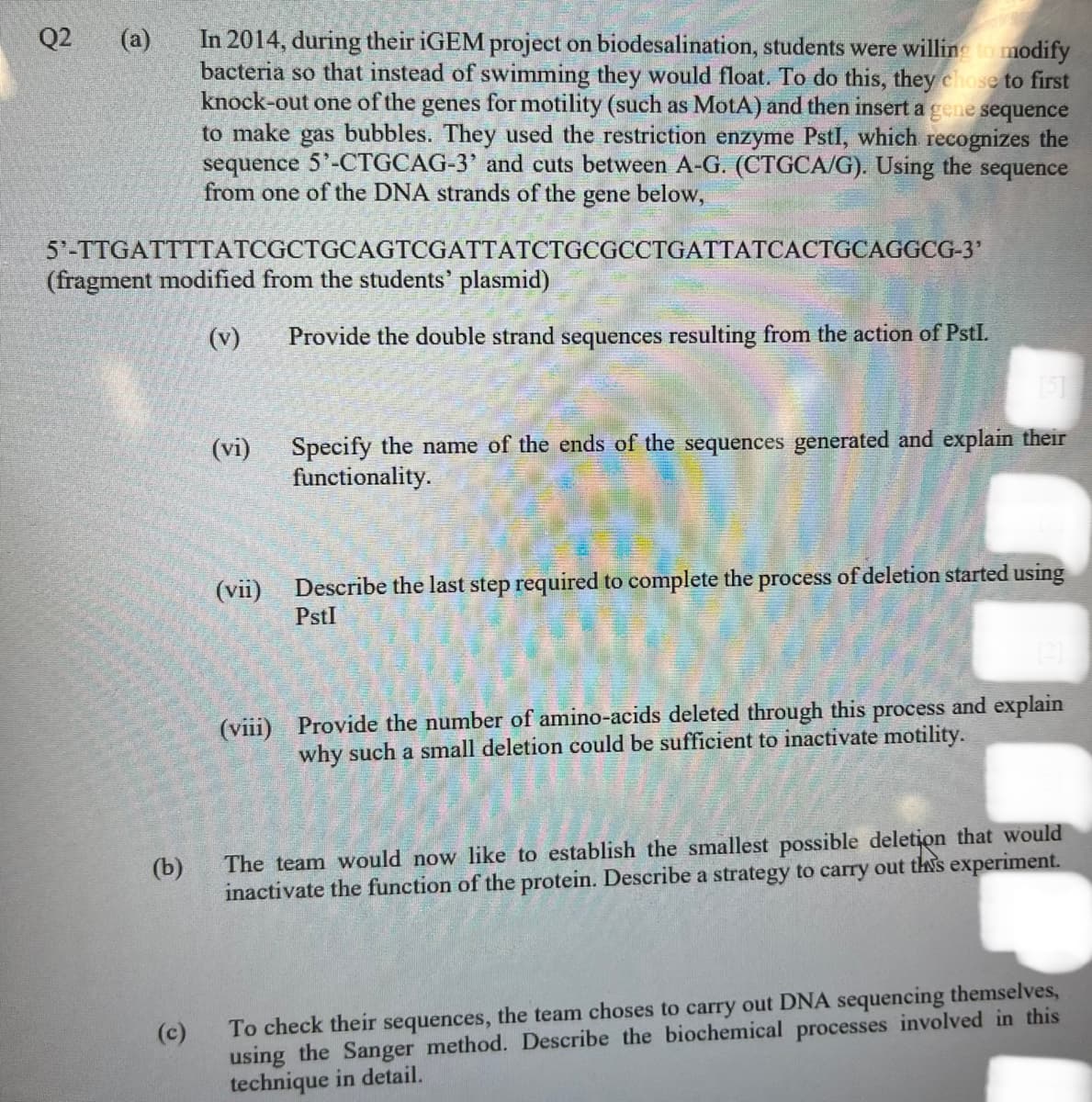 Q2
(a)
In 2014, during their iGEM project on biodesalination, students were willing to modify
bacteria so that instead of swimming they would float. To do this, they chose to first
knock-out one of the genes for motility (such as MotA) and then insert a gene sequence
to make gas bubbles. They used the restriction enzyme Pstl, which recognizes the
sequence 5'-CTGCAG-3' and cuts between A-G. (CTGCA/G). Using the sequence
from one of the DNA strands of the gene below,
5'-TTGATTTTATCGCTGCAGTCGATTATCTGCGCCTGATTATCACTGCAGGCG-3'
(fragment modified from the students' plasmid)
(v) Provide the double strand sequences resulting from the action of Pstl.
(b)
(vi)
(vii)
Specify the name of the ends of the sequences generated and explain their
functionality.
Describe the last step required to complete the process of deletion started using
Pstl
(viii) Provide the number of amino-acids deleted through this process and explain
why such a small deletion could be sufficient to inactivate motility.
The team would now like to establish the smallest possible deletion that would
inactivate the function of the protein. Describe a strategy to carry out this experiment.
To check their sequences, the team choses to carry out DNA sequencing themselves,
using the Sanger method. Describe the biochemical processes involved in this
technique in detail.
