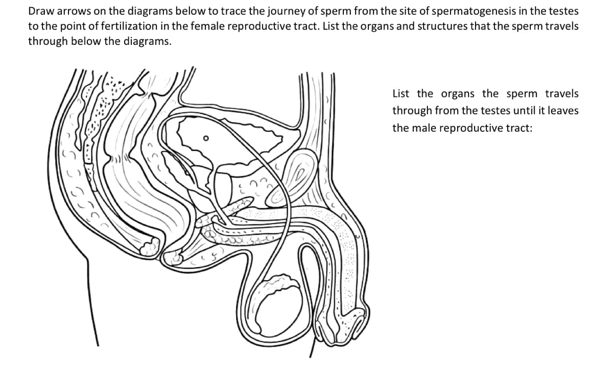 Draw arrows on the diagrams below to trace the journey of sperm from the site of spermatogenesis in the testes
to the point of fertilization in the female reproductive tract. List the organs and structures that the sperm travels
through below the diagrams.
List the organs the sperm travels
through from the testes until it leaves
the male reproductive tract:
