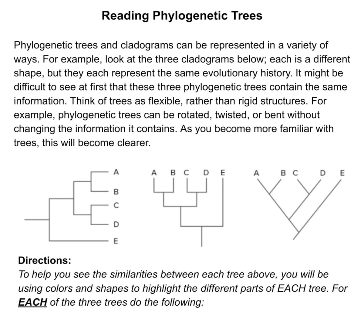 Reading Phylogenetic Trees
Phylogenetic trees and cladograms can be represented in a variety of
ways. For example, look at the three cladograms below; each is a different
shape, but they each represent the same evolutionary history. It might be
difficult to see at first that these three phylogenetic trees contain the same
information. Think of trees as flexible, rather than rigid structures. For
example, phylogenetic trees can be rotated, twisted, or bent without
changing the information it contains. As you become more familiar with
trees, this will become clearer.
A
А вс DE
A
вс D Е
E
Directions:
To help you see the similarities between each tree above, you will be
using colors and shapes to highlight the different parts of EACH tree. For
EACH of the three trees do the following:
