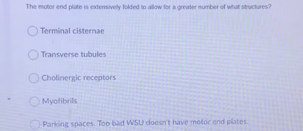 The motor end plate is extensively folded to allow for a greater number of what structures?
Terminal cisternae
Transverse tubules
Cholinergic receptors
O Myofibrils
OParking spaces. Too bad WSU doesn't have motor end plates.
