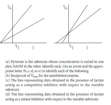 (a) Pyruvate is the substrate whose concentration is varied in one
plot, NADH in the other. Identify each. Use an arrow and the appro-
priate letter (b, c, d, or e) to identify each of the following.
(b) Reciprocal of Vmax for the uninhibited enzyme.
(c) The line representing data obtained in the presence of lactate
acting as a competitive inhibitor with respect to the variable
substrate.
(d) The line representing data obtained in the presence of lactate
acting as a mixed inhibitor with respect to the variable substrate.
