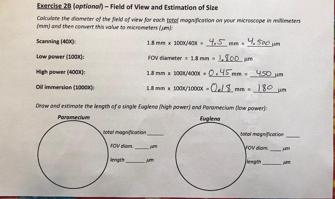 Exercise 2B (optional)- Field of View and Estimation of Size
Calculate the diameter of the field of view for each total magnification on your microscope in millimeters
(mm) and then convert this value to micrometers (um):
Scanning (40X):
1.8 mm x 100X/40X = 45 mm =
4,500 um
Low power (100X):
FOV diameter = 1.8 mm = 800 um
High power (400X):
Oo45 mm =
450 um
1.8 mm x 100x/400X =
%3D
Oil immersion (1000X):
1.8 mm x 100X/1000X = )8 mn
180 um
Draw and estimate the length of a single Euglena (high power) and Paramecium (low power):
Paramecium
Euglena
total magnification
total magnification
FOV diam.
um
FOV diam.
Lum
length
length
um
um
