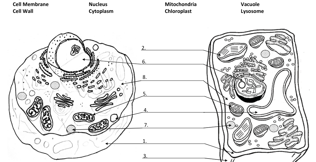 Cell Membrane
Nucleus
Mitochondria
Vacuole
Cell Wall
Cytoplasm
Chloroplast
Lysosome
2.
6.
8.
5.
4.
7.
1.
3.

