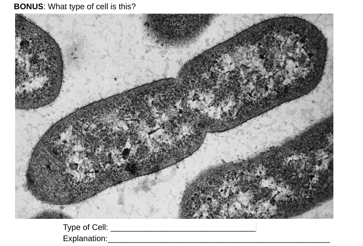 BONUS: What type of cell is this?
Type of Cell:
Explanation:
