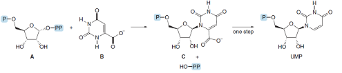 P-O
P-0
one step
N'
но
он
он о
но
но
OH
UMP
HO-PP
