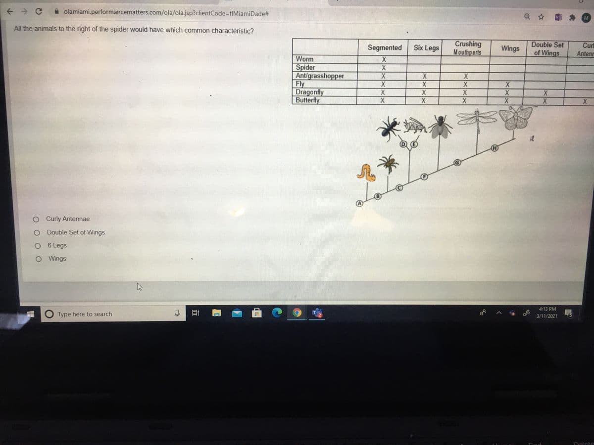 A olamiami.performancematters.com/ola/ola.jsp?clientCode3DfIMiamiDade#
M
All the animals to the right of the spider would have which common characteristic?
Crushing
Mouthparts
Double Set
of Wings
Curl
Antenr
Segmented
Six Legs
Wings
Worm
Spider
Ant/grasshopper
Fly
Dragonfly
Butterfly
it
O Curly Antennae
O Double Set of Wings
O 6 Legs
O Wings
4:13 PM
O Type here to search
耳
3/11/2021
Delote
