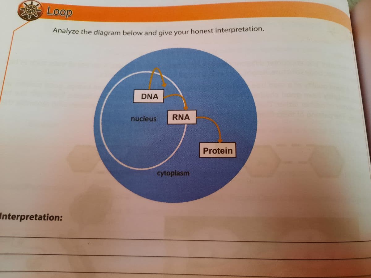 Loop
Analyze the diagram below and give your honest interpretation.
DNA
nucleus
RNA
Protein
cytoplasm
Interpretation:
