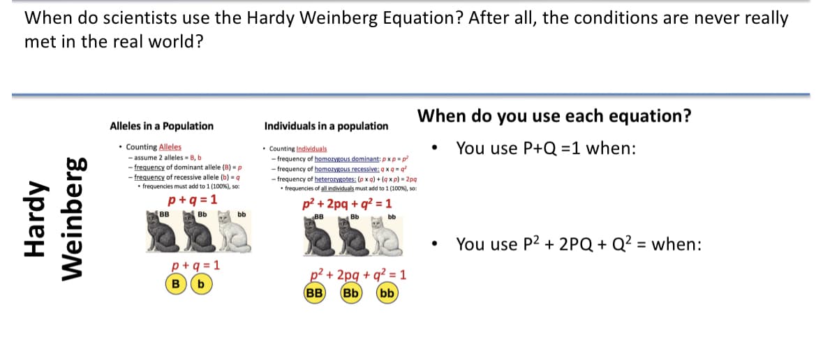 When do scientists use the Hardy Weinberg Equation? After all, the conditions are never really
met in the real world?
Hardy
Weinberg
Alleles in a Population
• Counting Alleles
- assume 2 alleles B, b
-frequency of dominant allele (B) = p
-frequency of recessive allele (b) = q
• frequencies must add to 1 (100 %), so:
p+q=1
Bb
BB
p+q=1
B b
bb
Individuals in a population
When do you use each equation?
You use P+Q=1 when:
Counting Individuals
-frequency of homozygous dominant: px p=p²
-frequency of homozygous recessive: qx q=q²
-frequency of heterozygotes; (px q) + (q xp) = 2pq
• frequencies of all individuals must add to 1 (100%), so:
p² + 2pq+q² = 1
BB
Bb
bb
p²+2pq+q2 = 1
(BB) Bb bb
●
●
You use P2 + 2PQ+Q² = when: