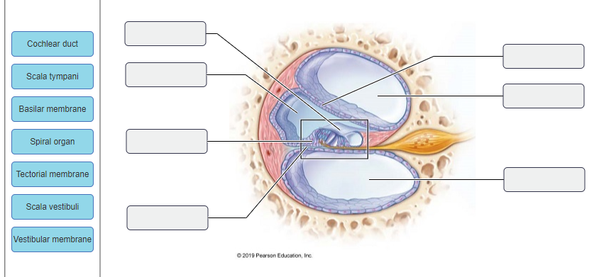 Cochlear duct
Scala tympani
Basilar membrane
Spiral organ
Tectorial membrane
Scala vestibuli
Vestibular membrane
0000
S
©2019 Pearson Education, Inc.
00