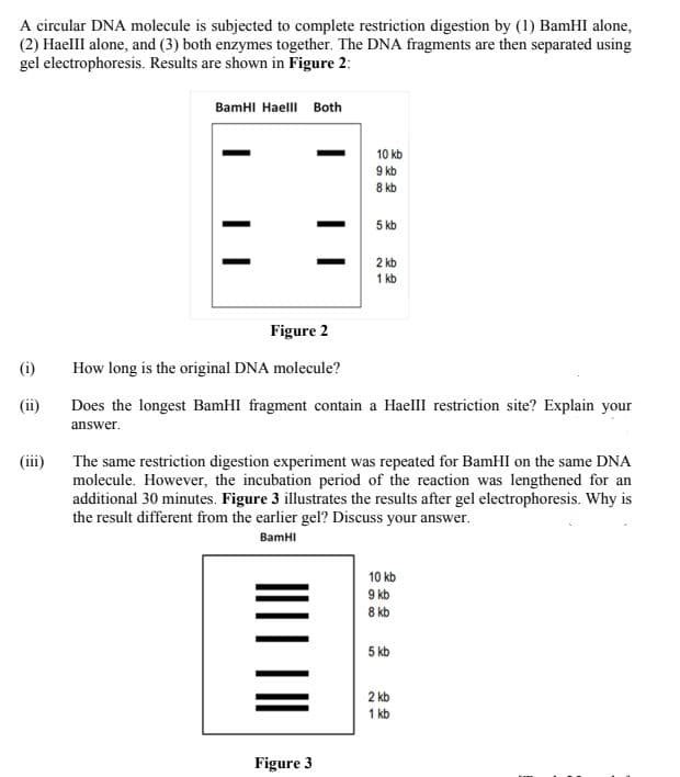 A circular DNA molecule is subjected to complete restriction digestion by (1) BamHI alone,
(2) Haelll alone, and (3) both enzymes together. The DNA fragments are then separated using
gel electrophoresis. Results are shown in Figure 2:
BamHI Haelll Both
10 kb
9 kb
8 kb
5 kb
2 kb
1 kb
Figure 2
(i)
How long is the original DNA molecule?
(ii)
Does the longest BamHI fragment contain a Haelll restriction site? Explain your
answer.
(ii)
The same restriction digestion experiment was repeated for BamHI on the same DNA
molecule. However, the incubation period of the reaction was lengthened for
additional 30 minutes. Figure 3 illustrates the results after gel electrophoresis. Why is
the result different from the earlier gel? Discuss your answer.
BamHI
10 kb
9 kb
8 kb
5 kb
2 kb
1 kb
Figure 3
