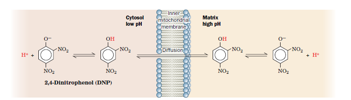 Cytosol
low pH
Inner
mitochondrial
membrane
Matrix
high pH
он
OH
NO2
-NO2
Diffusion
NO2
-NO2
H+ +
+ H+
NO2
NO2
NO2
NO2
2,4-Dinitrophenol (DNP)
