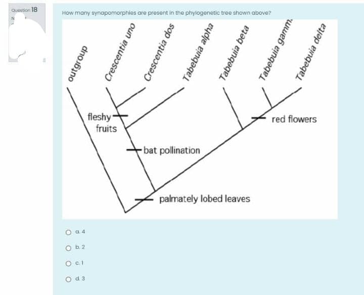 Question 18
How many synapomorphies are present in the phylogenetic tree shown above?
N.
fleshy
fruits
red flowers
bat pollination
palmately lobed leaves
O a 4
O b.2
O d3
outgroup
Crescentia uno
Crescentia dos
Tabebuia alpha
Tabebuia beta
Tabebuia gamm.
Tabebuia delta
