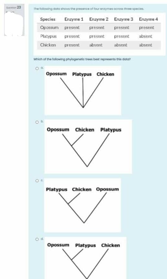 Question 23
The follawing data shows the presence of four anzymes across three species
Species
Enzyme 1 Enzyne 2 Enzyme 3 Enzyme 4
Opassum present
present
present
present
Platypus
present
present
present
absent
Chicken
present
absent
absent
absent
which of the following phylogenetic trees best represents this data?
Opossum Platypus Chicken
Opossum Chicken Platypus
Platypus Chicken Opossum
Opossum Platypus Chicken
