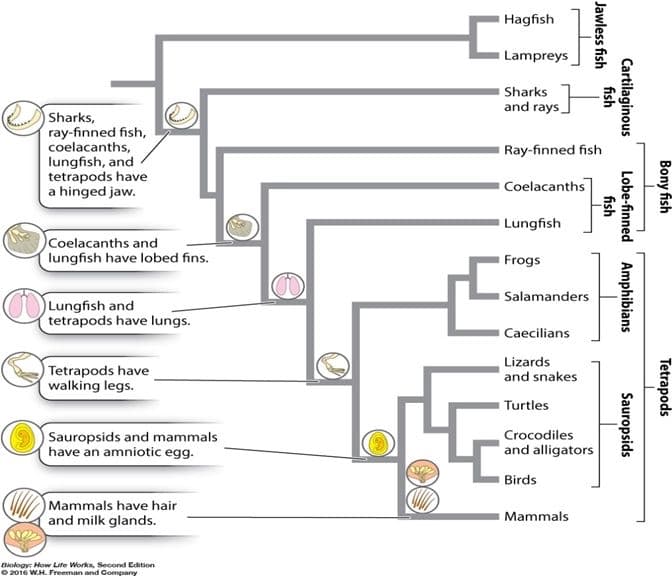 Sharks,
ray-finned fish,
coelacanths,
lungfish, and
tetrapods have
a hinged jaw.
Coelacanths and
lungfish have lobed fins.
Lungfish and
tetrapods have lungs.
Tetrapods have
walking legs.
Sauropsids and mammals
have an amniotic egg.
Mammals have hair
and milk glands.
Biology: How Life Works, Second Edition
2016 W.H. Freeman and Company
[
LLC
4
Hagfish
Lampreys
Sharks
and rays
Ray-finned fish
Coelacanths
Lungfish
Frogs
Salamanders
Caecilians
Lizards
and snakes
Turtles
Crocodiles
and alligators
Birds
Mammals
Jawless fish
fish
Cartilaginous
Lobe-finned
fish
Amphibians
Sauropsids
Bony fish
Tetrapods