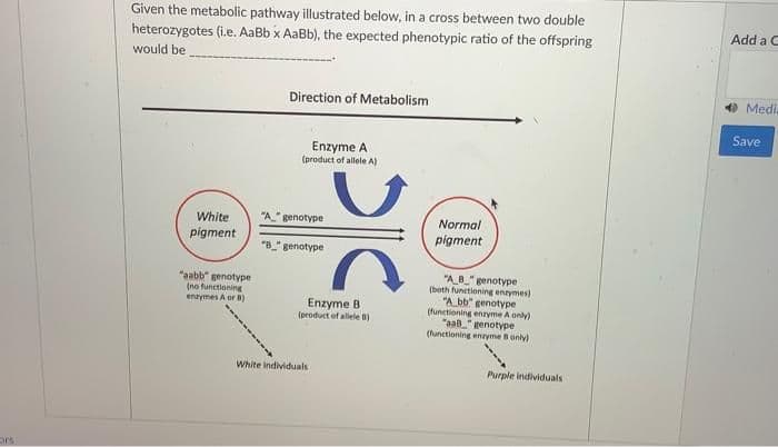 rs
Given the metabolic pathway illustrated below, in a cross between two double
heterozygotes (i.e. AaBb x AaBb), the expected phenotypic ratio of the offspring
would be
Add a C
Direction of Metabolism
Enzyme A
(product of allele A)
White
pigment
"A" genotype
"B" genotype
"aabb" genotype
(no functioning
enzymes A or B)
Enzyme B
(product of allele B)
White individuals
Normal
pigment
"A_B_" genotype
(both functioning enzymes)
"A bb" genotype
(functioning enzyme A only)
"aa8" genotype
(functioning enzyme B only)
Purple individuals
Medi
Save