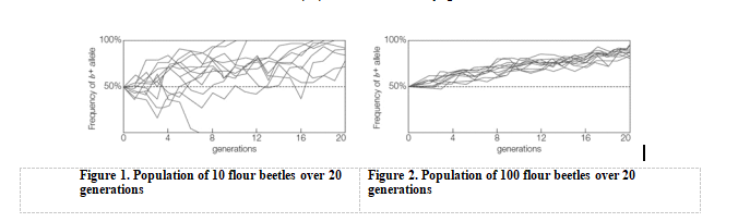 100%
100%
50%
50%
16
generations
generations
Figure 1. Population of 10 flour beetles over 20
generations
Figure 2. Population of 100 flour beetles over 20
generations
Frequency of b+ alele
Frequency of b+ alele
