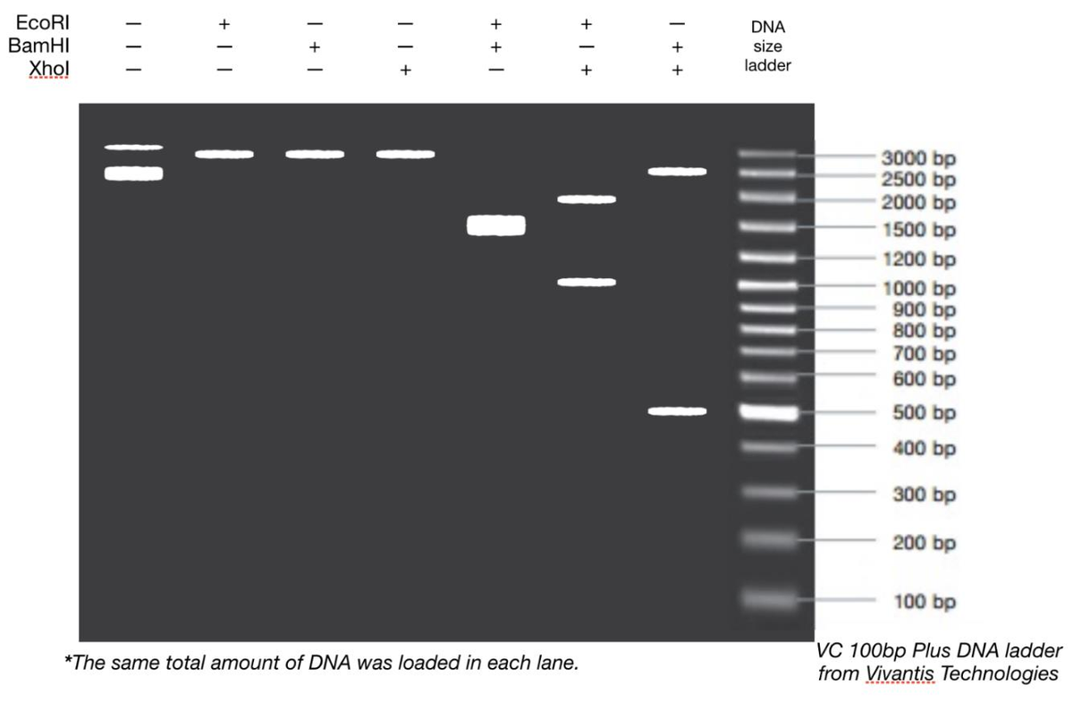 EcoRI
BamHI
Xhol
+ ||
| | |
| + |
| | +
++ |
+
DNA
size
+
ladder
1
*The same total amount of DNA was loaded in each lane.
3000 bp
2500 bp
-2000 bp
-1500 bp
1200 bp
1000 bp
900 bp
800 bp
700 bp
600 bp
500 bp
400 bp
300 bp
200 bp
100 bp
VC 100bp Plus DNA ladder
from Vivantis Technologies