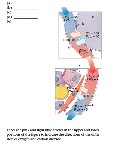 (a)
(b)
Po, = 40
Pco, = 45
b.
%3D
(e)
Po, = 100
Pco, = 40
Diftusion
Po = 100
Pco, = 40
Po, = 95
Pco, = 40
Po= 40
Pco,= 45
Dffuslón
Po, = 40
Pcó, = 45
Label the pink and light blue arrows in the upper and lower
portlons of the figure to indicate the directions of the diffu-
sion of oxygen and carbon diaxide.
