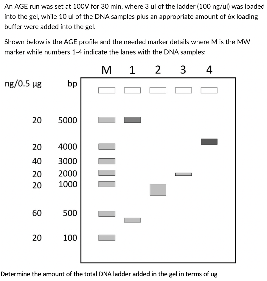 An AGE run was set at 100V for 30 min, where 3 ul of the ladder (100 ng/ul) was loaded
into the gel, while 10 ul of the DNA samples plus an appropriate amount of 6x loading
buffer were added into the gel.
Shown below is the AGE profile and the needed marker details where M is the MW
marker while numbers 1-4 indicate the lanes with the DNA samples:
м 1
M
2
3
4
ng/0.5 µg
bp
20
5000
20
4000
40
3000
20
2000
20
1000
60
500
20
100
Determine the amount of the total DNA ladder added in the gel in terms of ug
