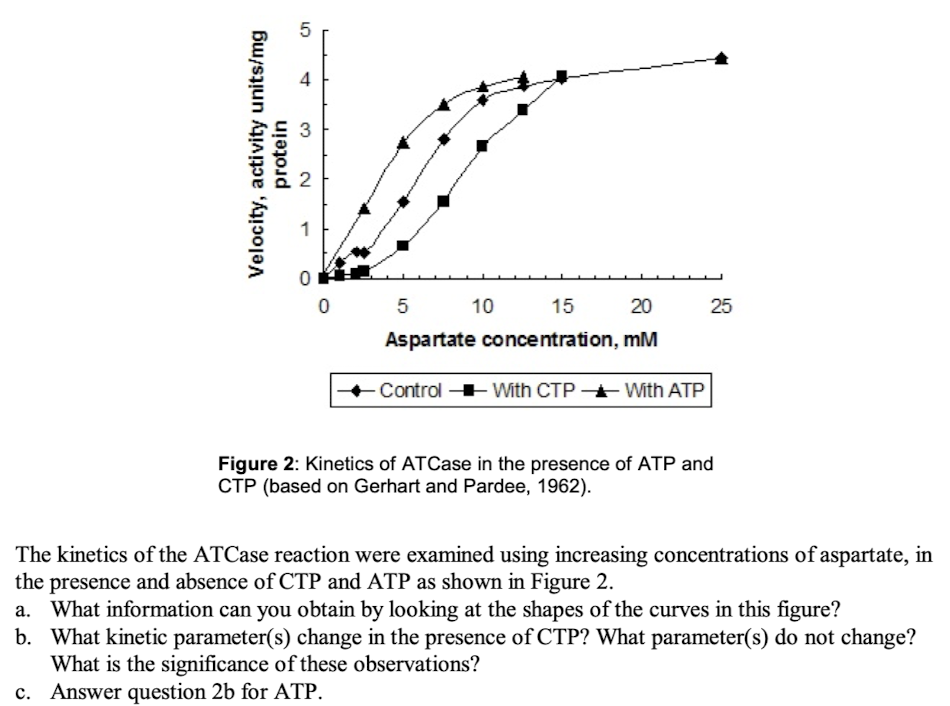 Velocity, activity units/mg
protein
31
5
4
3
~
0
5
15
20
Aspartate concentration, mM
10
- Control - With CTP With ATP
25
Figure 2: Kinetics of ATCase in the presence of ATP and
CTP (based on Gerhart and Pardee, 1962).
The kinetics of the ATCase reaction were examined using increasing concentrations of aspartate, in
the presence and absence of CTP and ATP as shown in Figure 2.
a. What information can you obtain by looking at the shapes of the curves in this figure?
b. What kinetic parameter(s) change in the presence of CTP? What parameter(s) do not change?
What is the significance of these observations?
c. Answer question 2b for ATP.