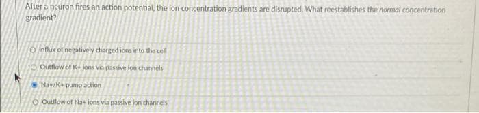 After a neuron fires an action potential, the ion concentration gradients are disrupted. What reestablishes the normal concentration
gradient?
O Influx of negatively charged ions into the cell
O Outtlow of K+ ions via passive fon channels
Na+/K+ pump action
O Outflow of Na ions via passive ion channels
