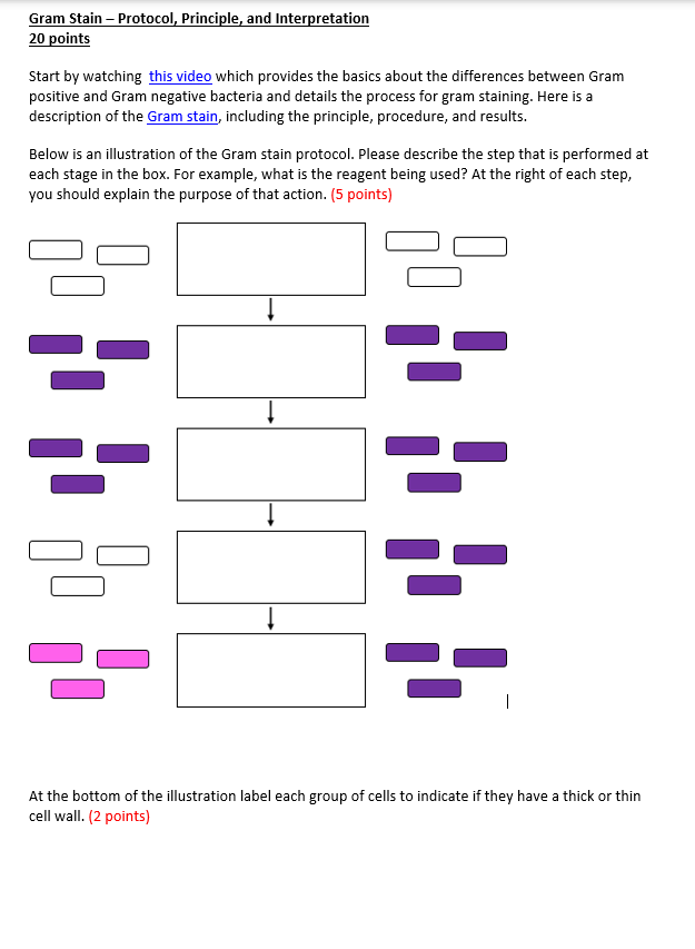 Gram Stain - Protocol, Principle, and Interpretation
20 points
Start by watching this video which provides the basics about the differences between Gram
positive and Gram negative bacteria and details the process for gram staining. Here is a
description of the Gram stain, including the principle, procedure, and results.
Below is an illustration of the Gram stain protocol. Please describe the step that is performed at
each stage in the box. For example, what is the reagent being used? At the right of each step,
you should explain the purpose of that action. (5 points)
↓
↓
맘
↓
At the bottom of the illustration label each group of cells to indicate if they have a thick or thin
cell wall. (2 points)