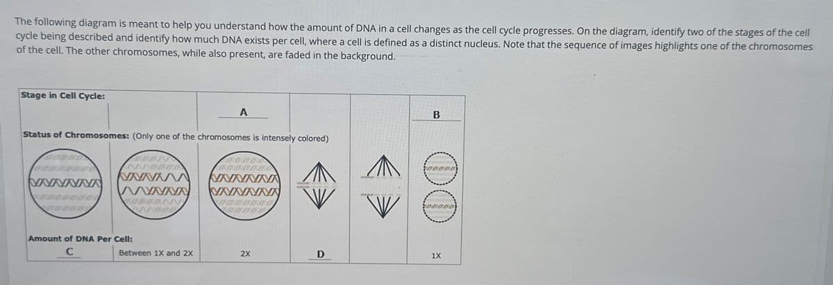 The following diagram is meant to help you understand how the amount of DNA in a cell changes as the cell cycle progresses. On the diagram, identify two of the stages of the cell
cycle being described and identify how much DNA exists per cell, where a cell is defined as a distinct nucleus. Note that the sequence of images highlights one of the chromosomes
of the cell. The other chromosomes, while also present, are faded in the background.
Stage in Cell Cycle:
A
Status of Chromosomes: (Only one of the chromosomes is intensely colored)
NANA
INNNNNNN
wwwww
wwwNYA
wwwww
WXXXX
VANNNNNN
www
Amount of DNA Per Cell:
C
NNNNA
NNNNNN
WWXXXXX
NNNNNNE
WNNNN
www
B
NNNNN
Between 1X and 2X
2X
D
1X