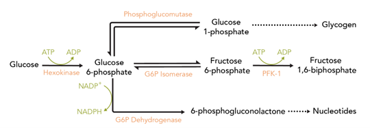 ATP ADP
Phosphoglucomutase
Glucose
1-phosphate
.................... Glycogen
ATP ADP
Fructose
6-phosphate PFK-1
Fructose
1,6-biphosphate
Glucose
Glucose
Hexokinase 6-phosphate
G6P Isomerase
NADP+
NADPH
6-phosphogluconolactone
G6P Dehydrogenase
Nucleotides