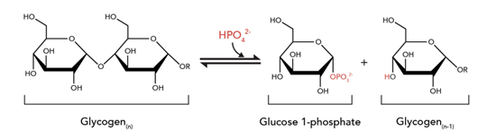 HO
OH
HO
OH
HO
Glycogen
OH
он
OR
HPO 2
HO
HO
OH
OH
HO
OPO,
HO
OH
OH
Glucose 1-phosphate
Glycogen-1)
OR