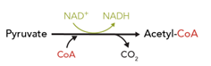NAD* NADH
Pyruvate
Acetyl-CoA
CoA
CO₂