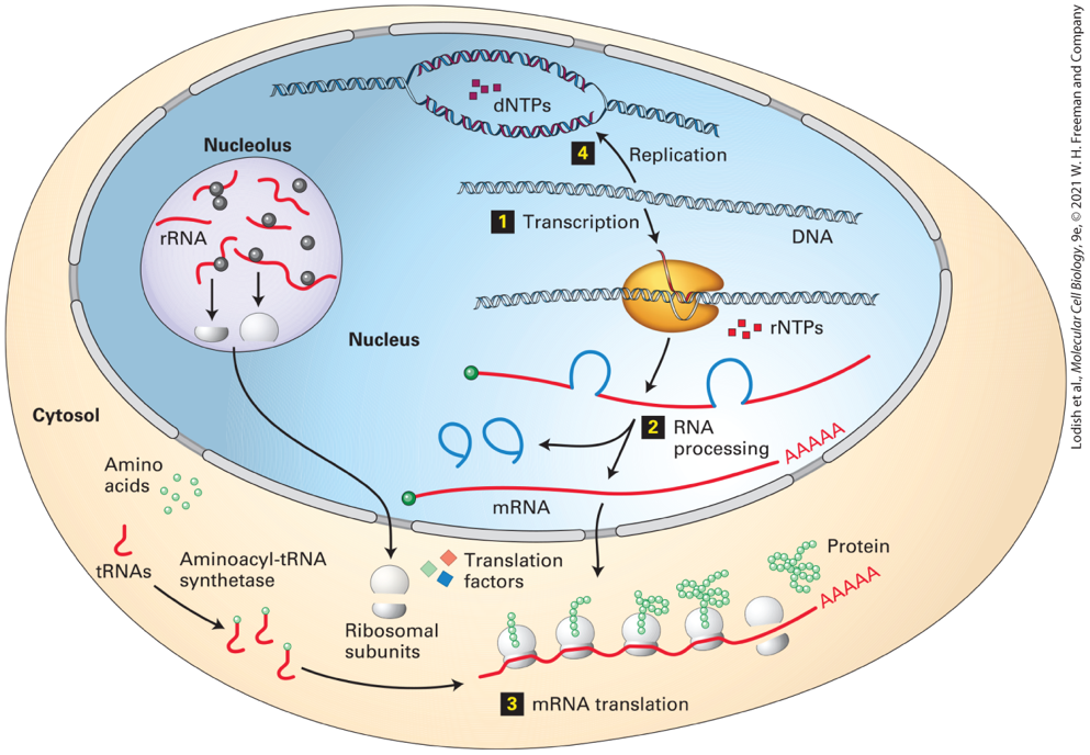 eara
nar
DNTPS
Nucleolus
4
Replication
www
1 Transcription
FRNA
DNA
Nucleus
rNTPs
Cytosol
2 RNA
processing
Amino
acids
AAAAA
MRNA
Aminoacyl-tRNA
synthetase
Protein
Translation
factors
tRNAS
AAAAA
Ribosomal
subunits
3 MRNA translation
Lodish et al., Molecular Cell Biology, 9e, © 2021 W. H. Freeman and Company
