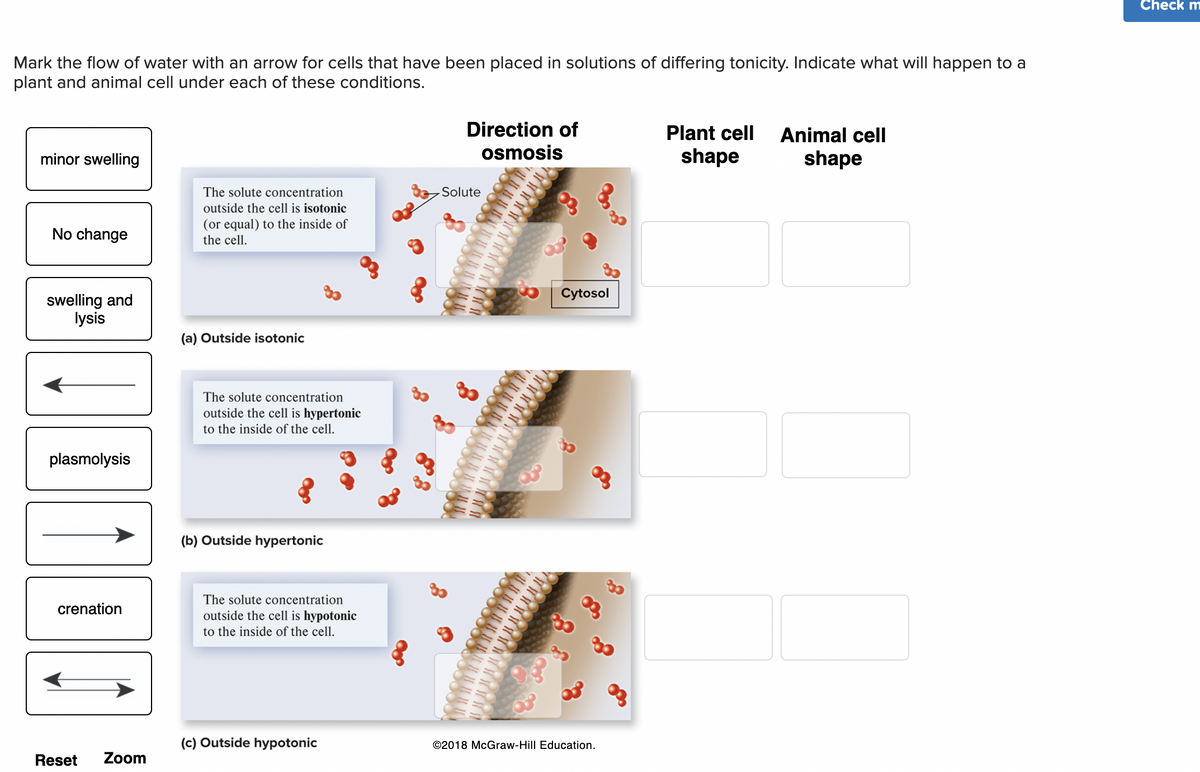 **Understanding Osmosis in Plant and Animal Cells**

This educational module illustrates the effects of osmosis on plant and animal cells in different tonic environments. Follow along to understand how cells respond under isotonic, hypertonic, and hypotonic conditions.

**Instructions:**
Mark the flow of water with an arrow for cells placed in solutions of differing tonicity. Indicate the resulting changes to both plant and animal cell shapes under each condition.

### (a) Environment: Isotonic
**Diagram Explanation:**
- Isotonic Condition: The solute concentration outside the cell is equal (isotonic) to the inside of the cell.
- Illustration shows an equilibrium, suggesting no net movement of water.

**Expected Changes:**
- Plant Cell Shape: [No Change]
- Animal Cell Shape: [No Change]

### (b) Environment: Hypertonic
**Diagram Explanation:**
- Hypertonic Condition: The solute concentration outside the cell is higher (hypertonic) than the inside of the cell.
- The illustration demonstrates water molecules moving out of the cell, denoted by arrows pointing outward.

**Expected Changes:**
- Plant Cell Shape: [Plasmolysis] (The cell membrane pulls away from the cell wall as water exits.)
- Animal Cell Shape: [Crenation] (The cell shrinks and appears wrinkled as water exits.)

### (c) Environment: Hypotonic
**Diagram Explanation:**
- Hypotonic Condition: The solute concentration outside the cell is lower (hypotonic) than the inside of the cell.
- The illustration shows water molecules moving into the cell, represented by arrows pointing inward.

**Expected Changes:**
- Plant Cell Shape: [Minor Swelling] (The cell swells but is protected from bursting by its cell wall.)
- Animal Cell Shape: [Swelling and Lysis] (The cell may swell and potentially burst as it takes in excess water.)

Explore these conditions to gain a deeper understanding of cellular osmoregulation. Use this knowledge to predict cell behavior in varying environmental contexts.