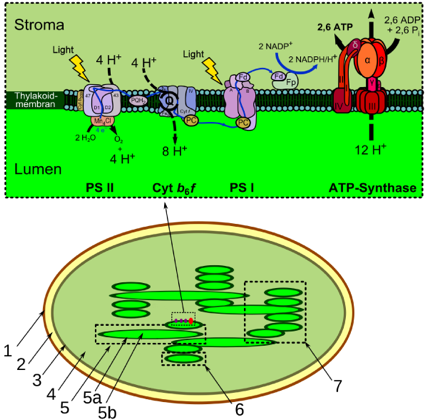 2,6 ADP:
2,6 P,
Stroma
2,6 ATP
2 NADP
Light
Light
2 NADPH/H
4 H* 4 H*
Fp)
Thylakoid-
mémbran
2 H,0
8 H*
12 H*
4 H*
Lumen
Cyt bęf
PS I
ATP-Synthase
PS II
2.
5a.
5b
9.
