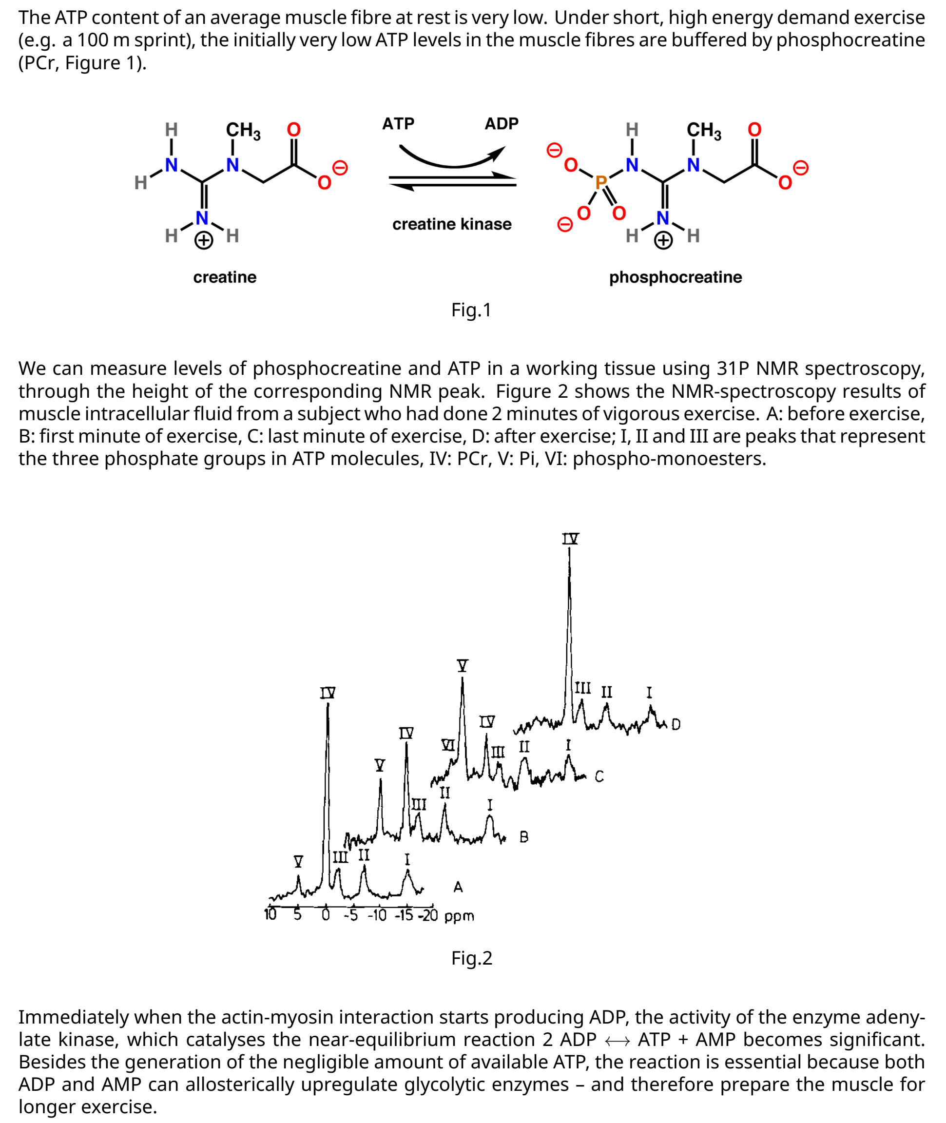 The ATP content of an average muscle fibre at rest is very low. Under short, high energy demand exercise
(e.g. a 100 m sprint), the initially very low ATP levels in the muscle fibres are buffered by phosphocreatine
(PCr, Figure 1).
ATP
ADP
Н
CHз
Н
CHз
.N.
N.
'N'
'N'
.N.
creatine kinase
H'
Н
H.
creatine
phosphocreatine
Fig.1
We can measure levels of phosphocreatine and ATP in a working tissue using 31P NMR spectroscopy,
through the height of the corresponding NMR peak. Figure 2 shows the NMR-spectroscopy results of
muscle intracellular fluid from a subject who had done 2 minutes of vigorous exercise. A: before exercise,
B: first minute of exercise, C: last minute of exercise, D: after exercise; I, II and III are peaks that represent
the three phosphate groups in ATP molecules, IV: PCr, V: Pi, VI: phospho-monoesters.
IV
III II
II
III' II
o $ -10 -15 -20
ppm
Fig.2
Immediately when the actin-myosin interaction starts producing ADP, the activity of the enzyme adeny-
late kinase, which catalyses the near-equilibrium reaction 2 ADP + ATP + AMP becomes significant.
Besides the generation of the negligible amount of available ATP, the reaction is essential because both
ADP and AMP can allosterically upregulate glycolytic enzymes - and therefore prepare the muscle for
longer exercise.
I.
