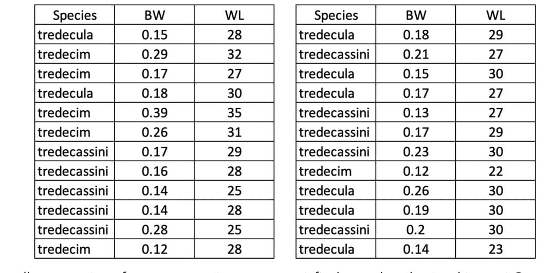 Species
tredecula
tredecim
tredecim
tredecula
tredecim
tredecim
tredecassini
tredecassini
tredecassini
tredecassini
tredecassini
tredecim
BW
0.15
0.29
0.17
0.18
0.39
0.26
0.17
0.16
0.14
0.14
0.28
0.12
WL
28
32
27
30
35
31
29
28
25
28
25
28
Species
tredecula
tredecassini
tredecula
tredecula
tredecassini
tredecassini
tredecassini
tredecim
tredecula
tredecula
tredecassini
tredecula
BW
0.18
0.21
0.15
0.17
0.13
0.17
0.23
0.12
0.26
0.19
0.2
0.14
WL
29
27
30
27
27
29
30
22
30
30
30
23